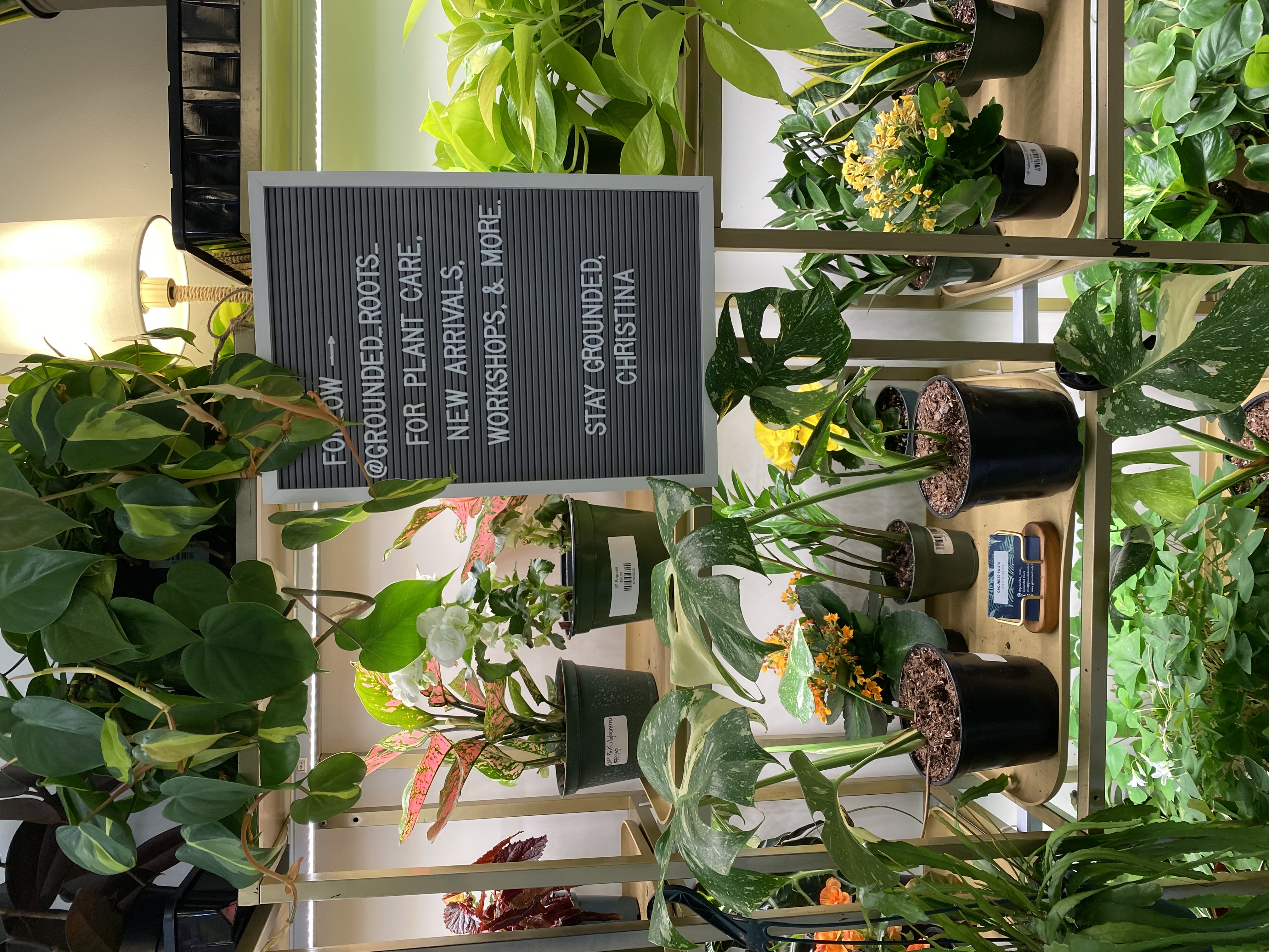 Jollifrogs kept the women-owned, small business collective that was started by Fred and Mary's owner intact. In fact, they even added a few more local creatives – including Grounded Roots' Christina Caccamo, who sells houseplants. Taslimi says a houseplant makes a perfect gift for the month of May, celebrating teachers, mothers and graduates. / Cate Burgan