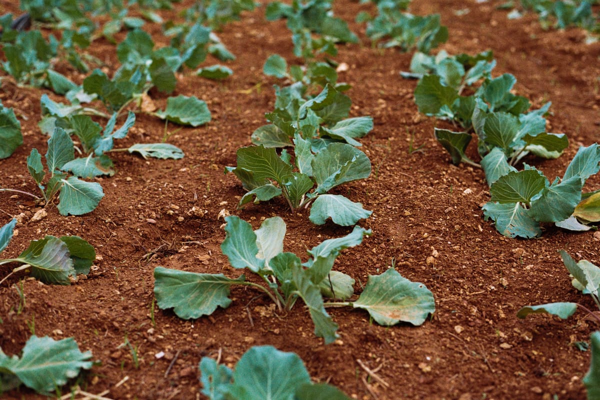 New community garden at Westview Baptist Church aims to feed both body and soul
