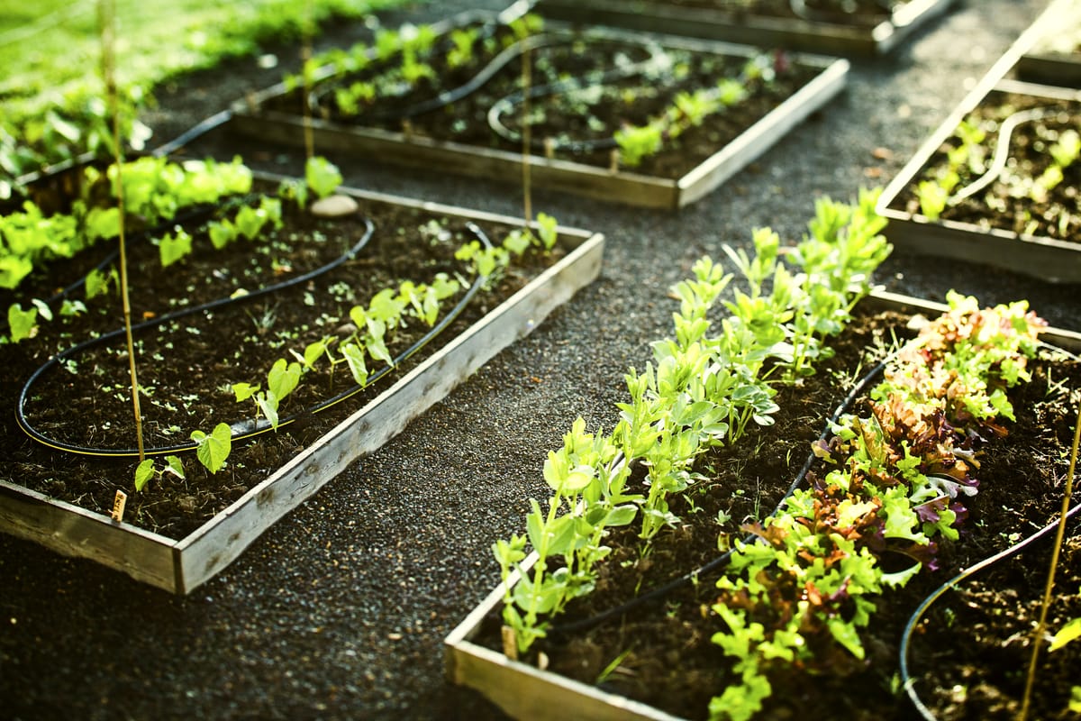 ARK plants community garden behind SKYKING