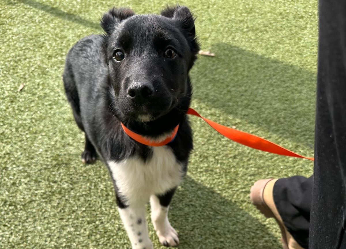 Animal shelter honors local Fern volunteers with latest puppy intake