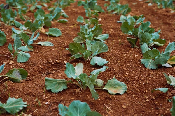 New community garden at Westview Baptist Church aims to feed both body and soul