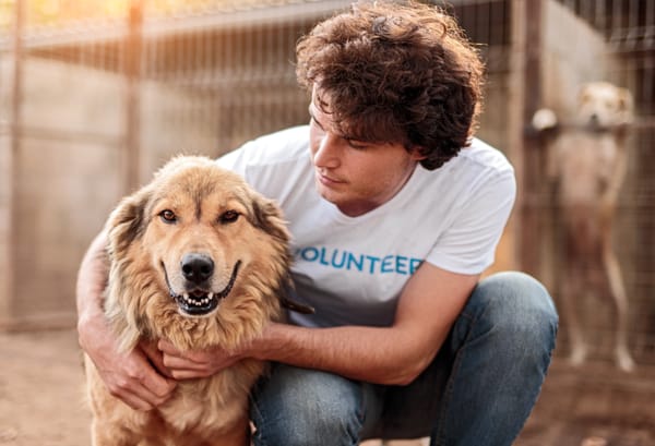 Animal shelter launches new website for volunteers