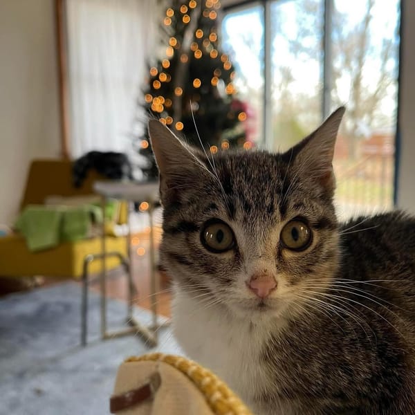 CCAC clears shelter with ‘Operation Silent Night’