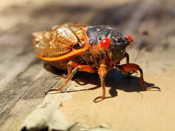 Pegram musician releases 'Cicada Serenade'