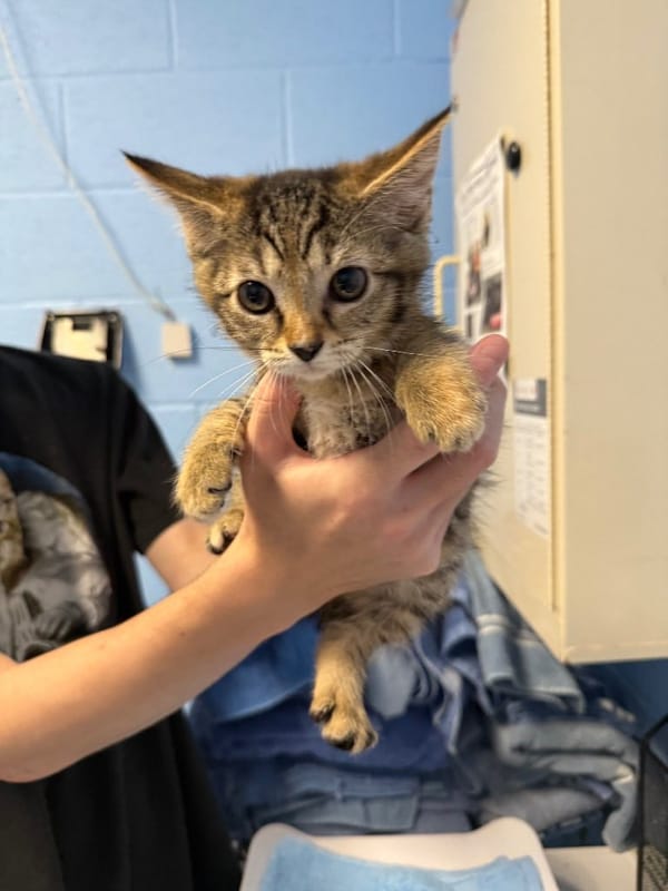 Cheatham County Animal Shelter places 813 cats in 2025, continues multi-year growth